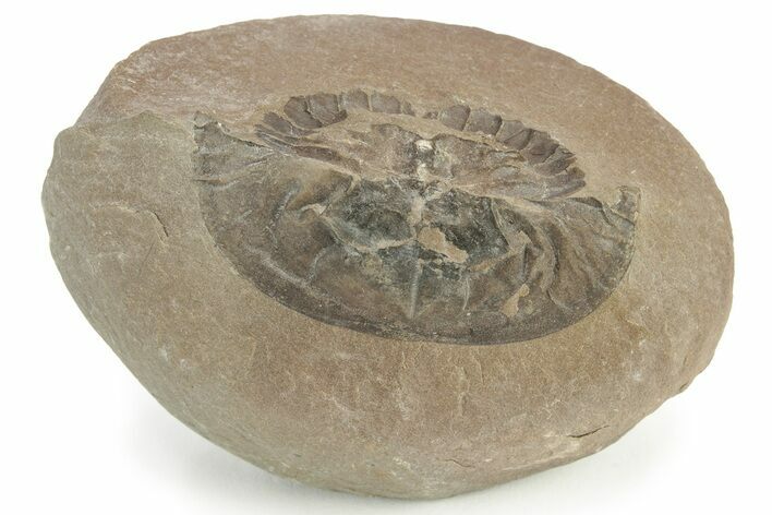 Rare, Carboniferous Horseshoe Crab (Euproops) - England #231956